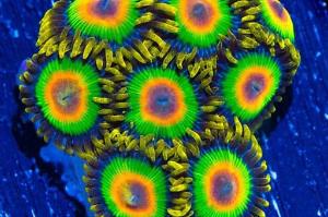 Rasta Zoas Thumbnail