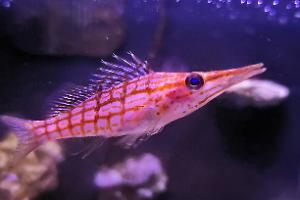 Longnose Hawkfish Thumbnail