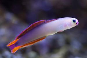 Purple firefish Thumbnail