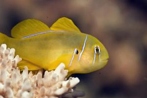 Citron clown goby Thumbnail