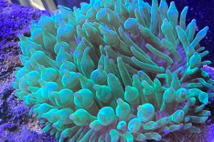 Bubble tip anemone Thumbnail