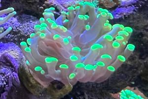 Frogspawn Thumbnail