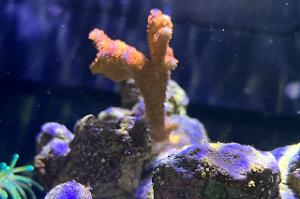 Montipora Digitata Thumbnail