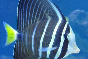 sailfin tang Thumbnail