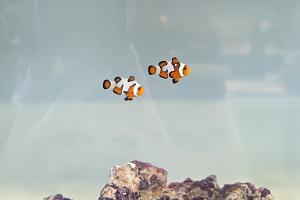 DaVinci Clownfish  Thumbnail