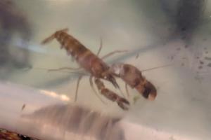 Tiger Pistol Shrimp  Thumbnail