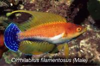 Whip Fin Fairy Wrasse Thumbnail