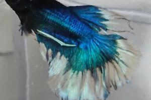 Betta Thumbnail