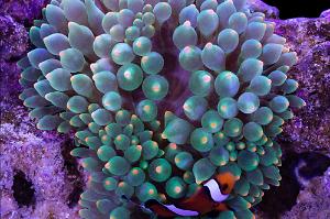 Green Bubble Tip Anemone Thumbnail