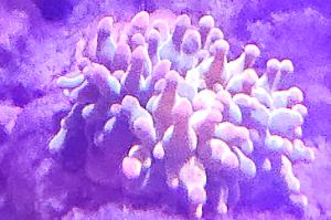 Bubble-tip anemone Thumbnail