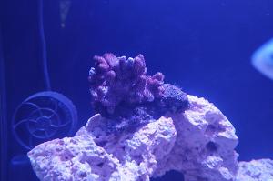 Leather Coral  Thumbnail