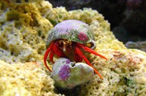 Hermit crab Thumbnail