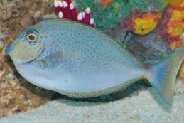 Bignose Unicornfish Thumbnail