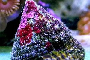 Black Foot Trochus Snail Thumbnail