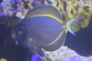 Acanthurus nigricans Thumbnail