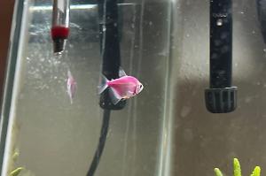 Glofish Tetra Thumbnail