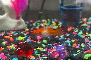 Santa Claus Koi Swordtail Thumbnail