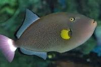 Pinktail Triggerfish Thumbnail