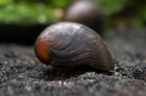 Black Racer Nerite Snail Thumbnail