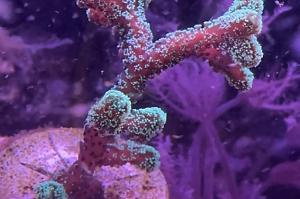 Birdsnest coral Thumbnail