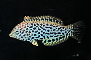 Leopard Wrasse Thumbnail