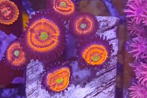 Everlasting gobstopper zoa Thumbnail