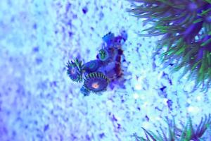 Blue daisy zoa Thumbnail