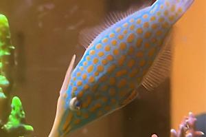 Orange spotted filefish Thumbnail