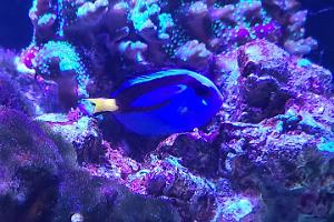 Blue Tang Thumbnail