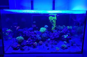 Reef tank Thumbnail