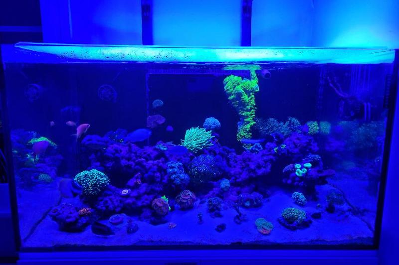 Reef tank Thumbnail