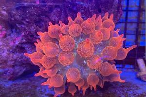 Bubble Tip Anemone  Thumbnail