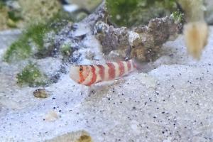 Gorgeous Prawn Goby Thumbnail