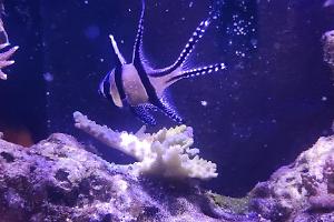 Banggai Cardinal Thumbnail