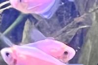 White Skirt Tetra Thumbnail