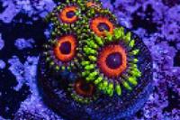 Wammin Watermelon Zoanthid Thumbnail