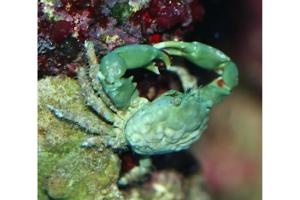 Emerald crab Thumbnail