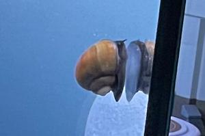 Mystery Snail Thumbnail