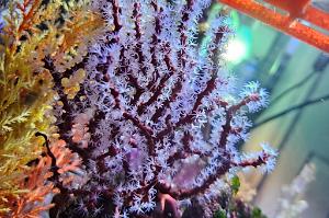 Red Finger Gorgonian  Thumbnail