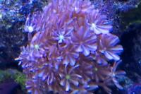 Daisy Polyps