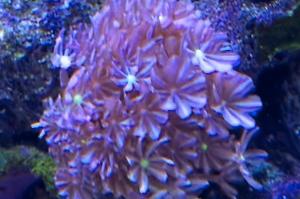 Daisy Polyps Thumbnail