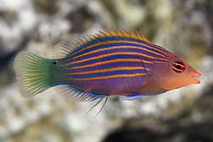 Wrasse Thumbnail