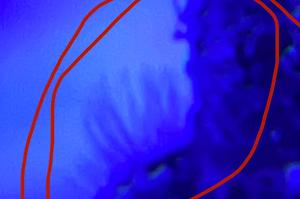 Feather duster worm Thumbnail