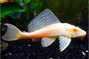 Albino Common Pleco Thumbnail