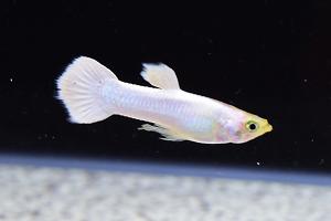 Snow White Guppy Thumbnail