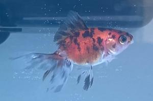 Fantail Goldfish Thumbnail