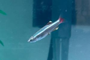 White Cloud Mountain Minnow Thumbnail