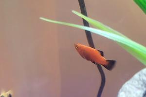 Red Wag Platy Thumbnail