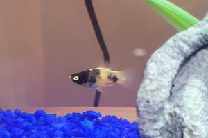 Bumblebee platy Thumbnail