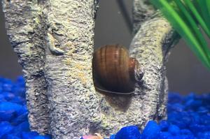 Mystery Snail Thumbnail